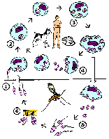 Leishmania life cycle